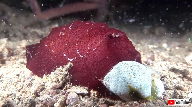 seaslugs5_640