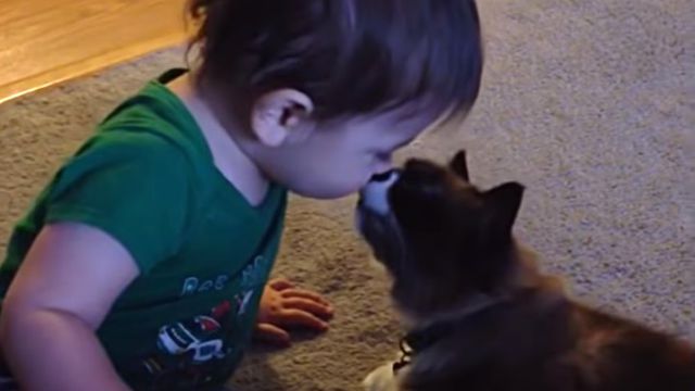bestpet20180736