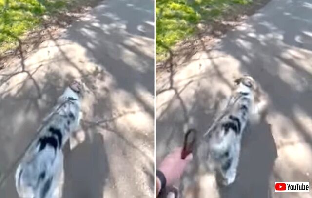happydog1_640