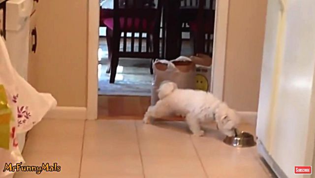 floordog4