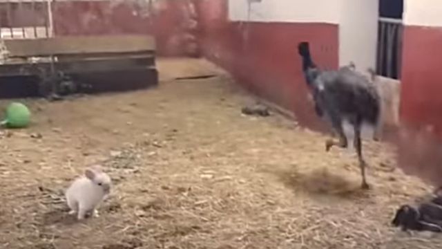 emuandrabbit3