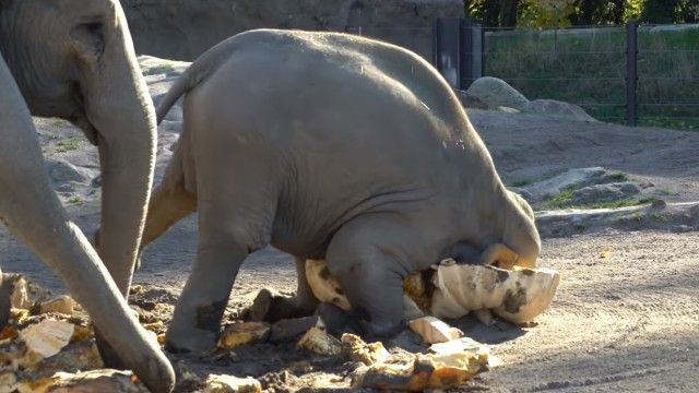 elephantnpumpkin5_e