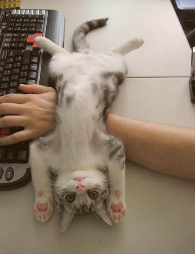 beans-11 [www.imagesplitter.net]