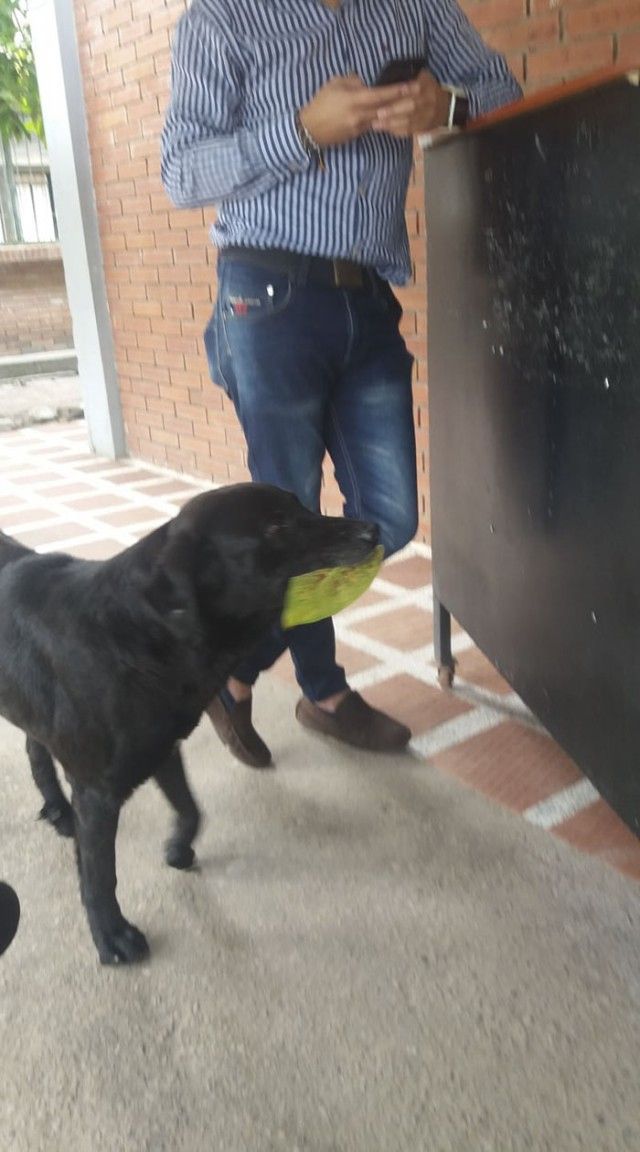 dog-buy-treats-leaves-negro-colombia-1-5af2e230e91a6__700_e