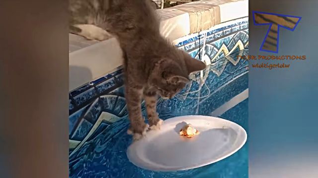 funnyanimalsinpools8