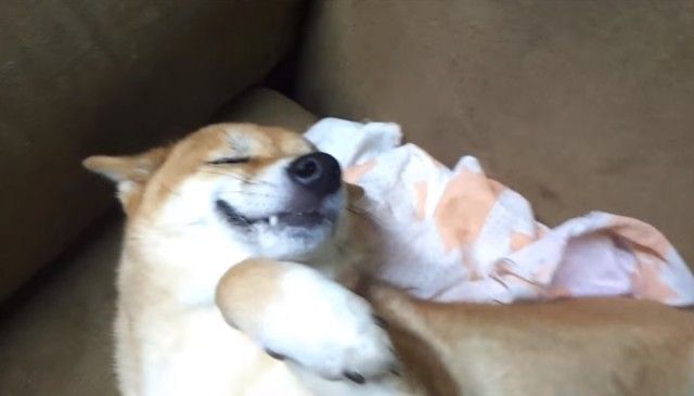 smilingshiba3_e_e