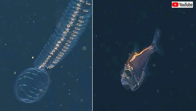 mbari2020_3_13_640
