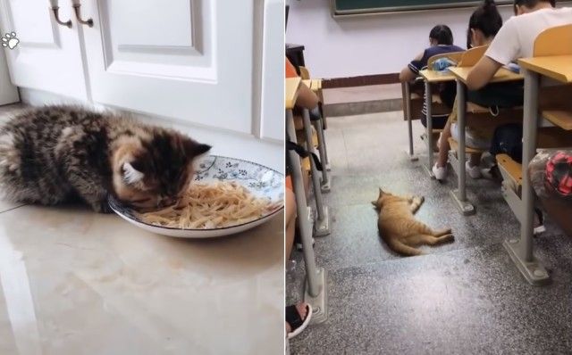 funnycatssleeping6_e