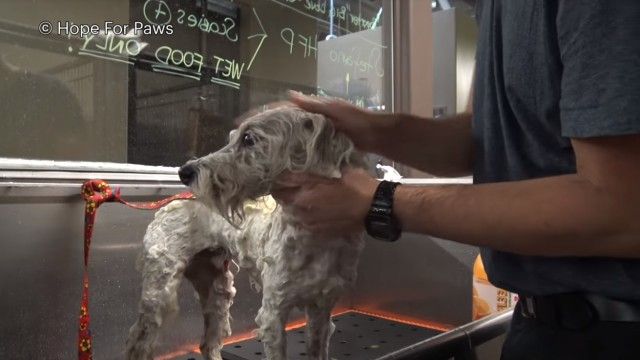 saddog7_e
