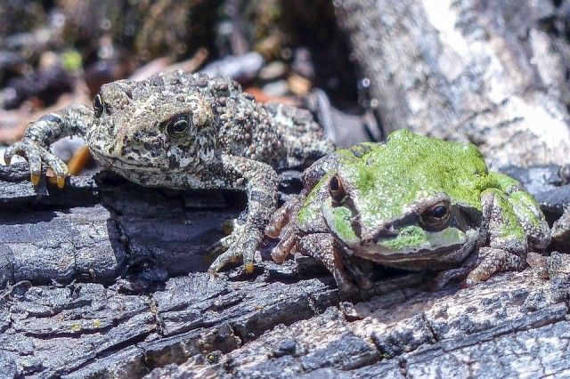 toad-355054_960_720_e