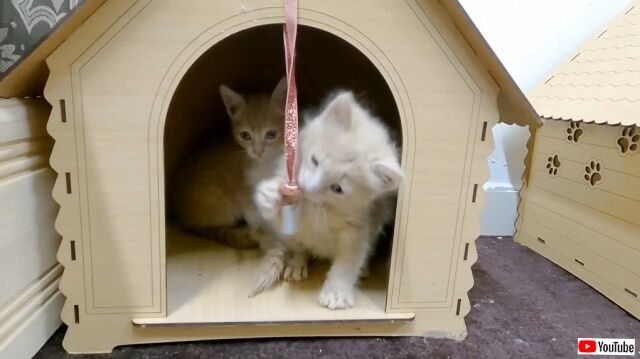 モロッコの公園に捨て子猫が！「これから幸せになるんだよ」無事保護に成功し、シェルターでの生活が始まった