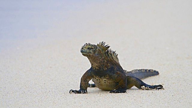 Marine-Iguana-6_ea
