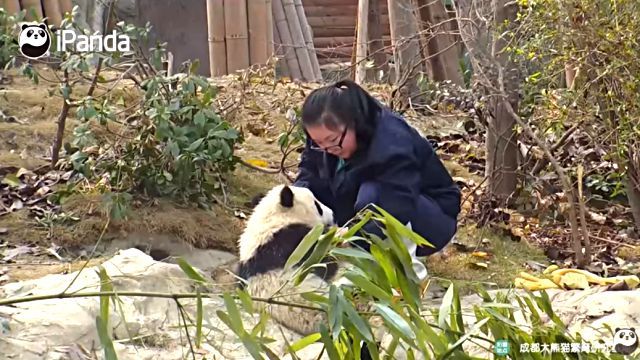 pandananny0