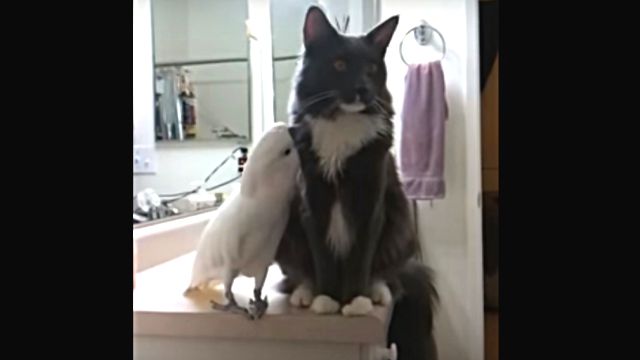 catnbird1