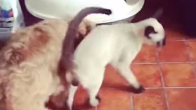 stuckcat3