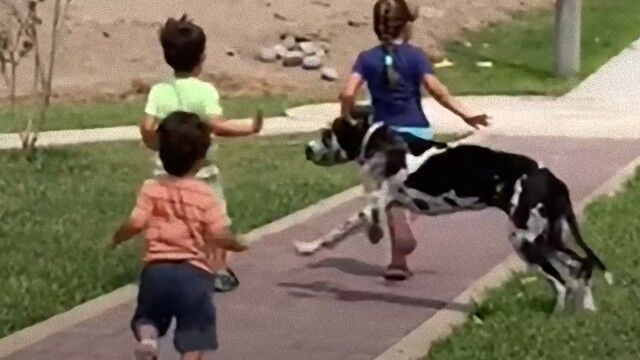例え子犬でもグレートデンとぶつかるとこうなる。芝生を駆け回っていた子供に走り寄ったグレートデーン、タックルを決めてしまう