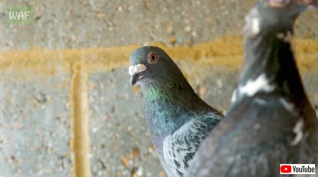 pigeon6_640