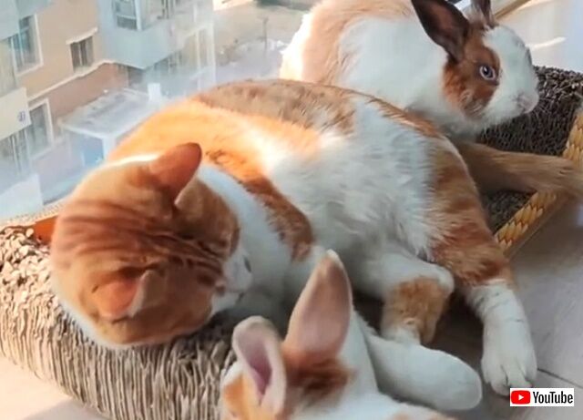catnbunny5_640