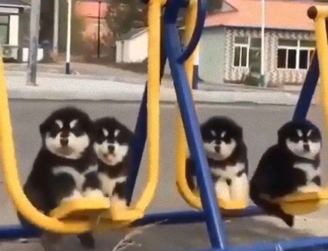 dogsncatscute2_e