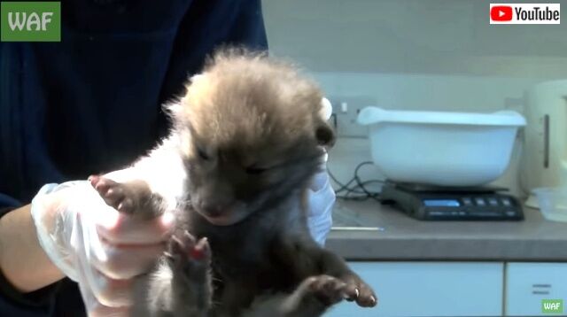 babyfoxes4_640