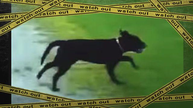 wanko9-frame