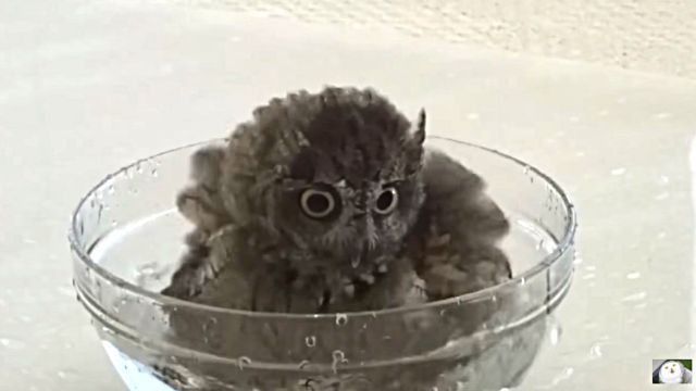 owlbaby1