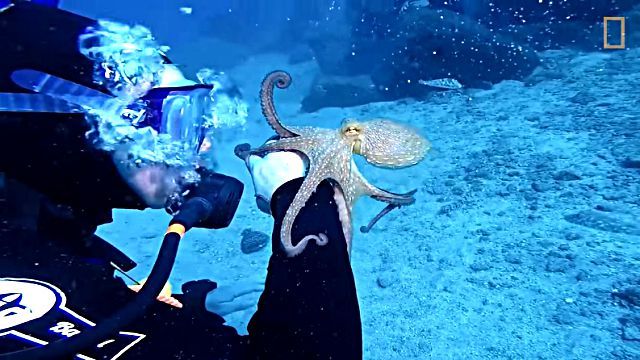 octopus4