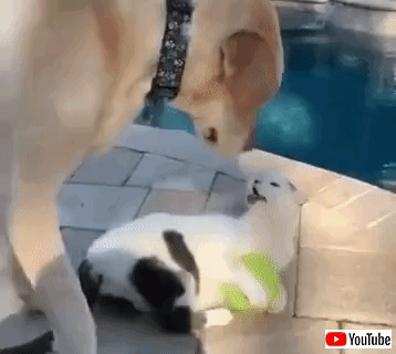 犬 そのボール 返して 猫 絶対いやニャ お気に入りのボールをめぐる 犬と猫の争奪戦 マランダー