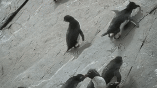 penguin-sliding-down-cliff-iloveimg-resized