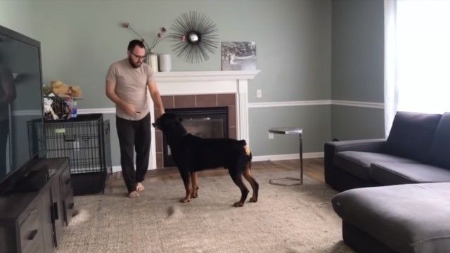 rottweiler1_e