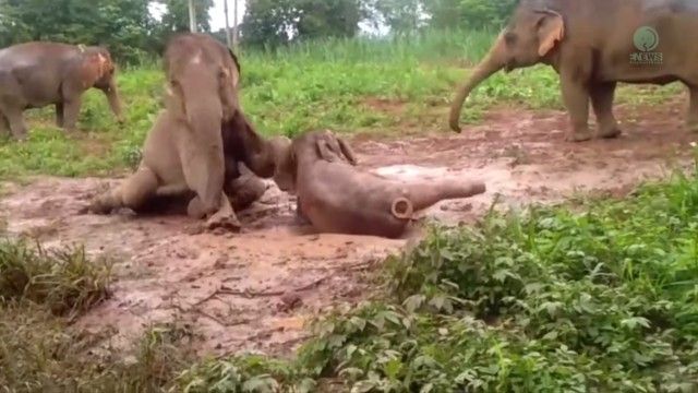 babyelephant3_e