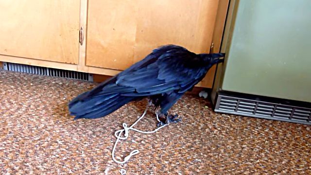 raven3