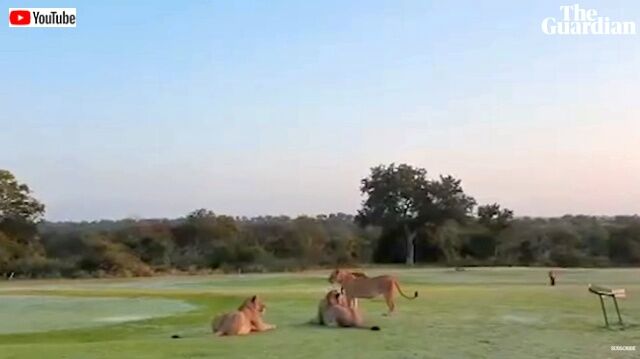 golfclub2_640