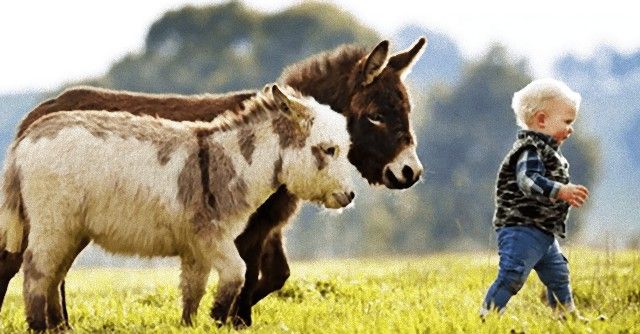donkey13_e