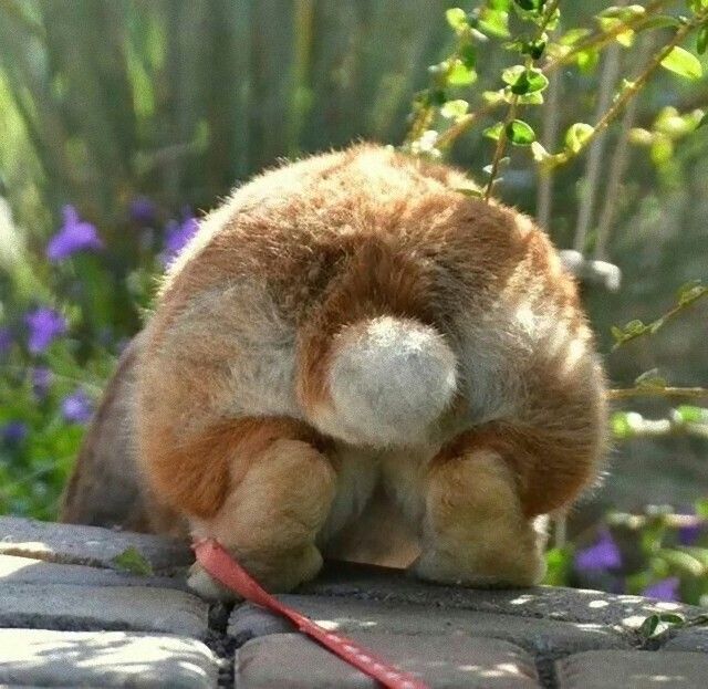 rabbitbums7_e