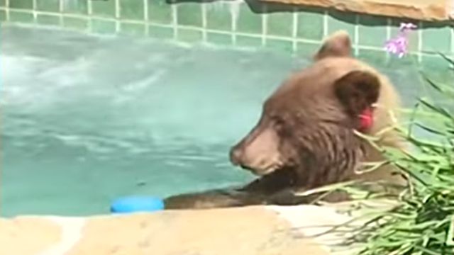 bearinbath1