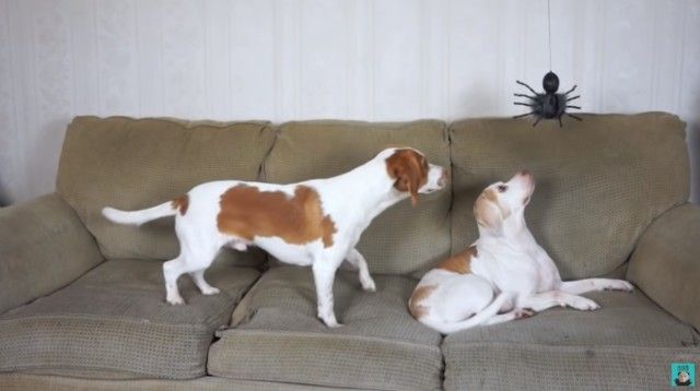 dognspider1_e