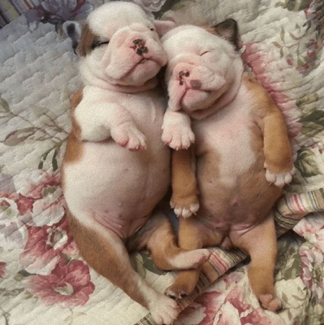 puppies6_e