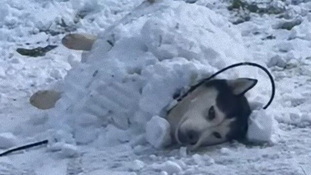 寒冷地仕様やけん、ここから動かんからな～！ハスキーのサカリさん、雪のある道で寝そべってごろんごろん