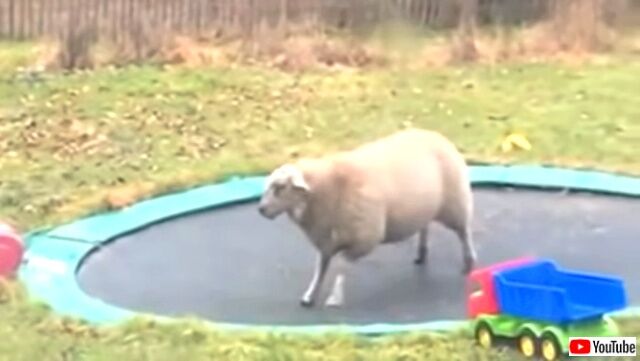 sheepntrampoline1_640