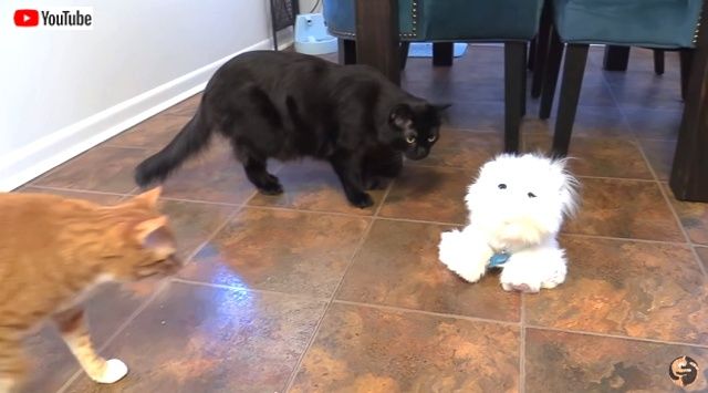 fakecats9_640