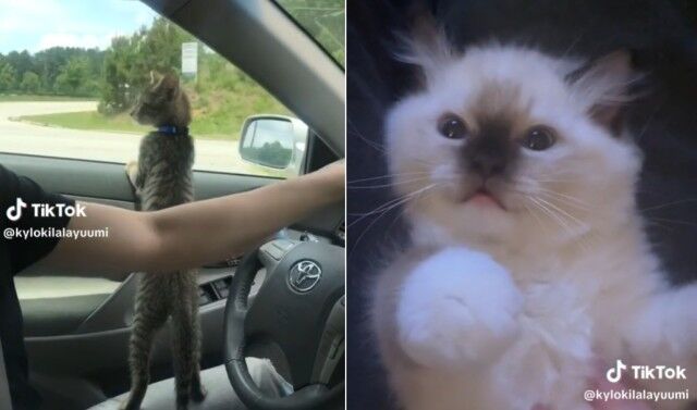最初は1匹だけだった猫が、いつしか2匹になり3匹になり…NNNにロックオンされた飼い主の幸せな末路とは