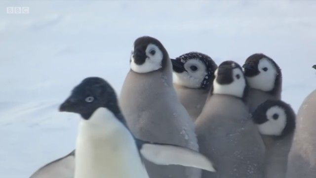 penguinchicks9_e