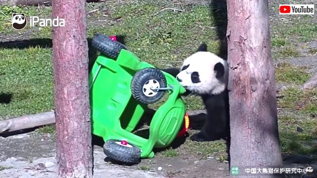 drivingpanda2_640