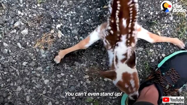 babydeer4_640