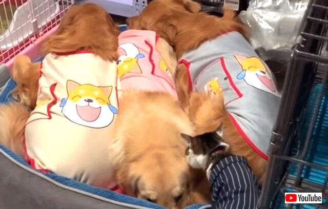 kittenwgoldens1_640