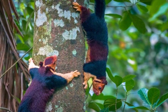 Multicoloured-squirrel2_e