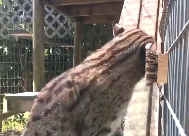asianfishingcat3_640
