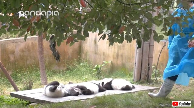 pandacollection6_640