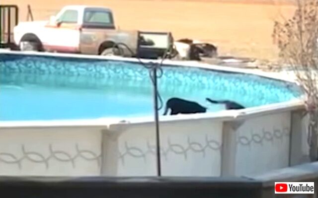 frozenpool3_640